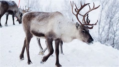 odd job reindeer.